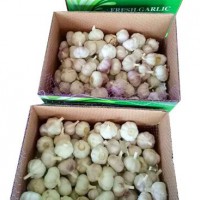 fresh style vegetable bag packing pure white garlic