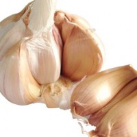 China wholesale fresh garlic lowest price