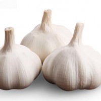 New Crop Meshed Chinese Fresh Garlic 5.5cm