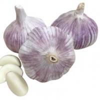 High quality new crop garlic for russia