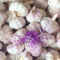 wholesale fresh garlic price from china/chinese garlic market