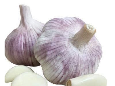 Wholesale Garlic From China Garlic Current