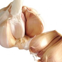 fresh normal white garlic good price