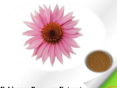 Echinacea Purpurea Extract with 1%-10% Polyphenol for Antivirus