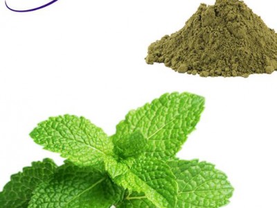 Supply high quality Peppermint Extract Powder