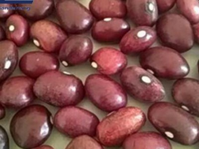 Navy Beans Price, Gayo Green Bean Surabaya, Green Mung Beans