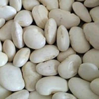 New Beans White, Price Of White Beans
