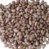 White Kidney Bean In 180-200
