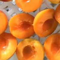 Hot sell IQF frozen apricot halves without skin from China