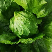 Hot sales finely processed fresh vegetables lettuce