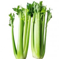 China supply for sale fresh celery vegetables