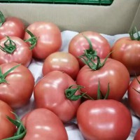 super quality fresh red tomato