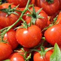 Tomato (tomato)