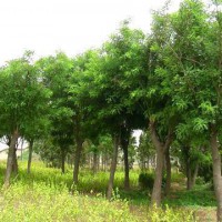 Fast-growing Chinese Sophora