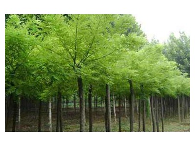 Fast-growing Chinese Sophora