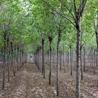 Binzhou Ash Seedlings