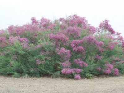 Suppliers of Tamarix