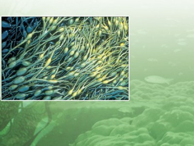 Seaweed Fiber