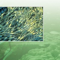 Seaweed Fiber