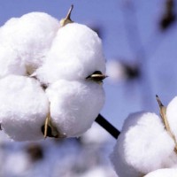 Cottonseed processing