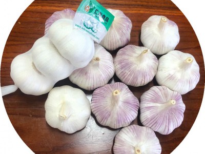 2021 New Crop China/Chinese Fresh White Garlic Price in Brazil
