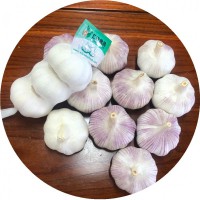 2021 New Crop China/Chinese Fresh White Garlic Price in Brazil
