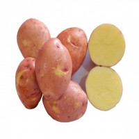 New Design Organic Fresh Potatoes FOB
