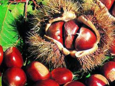 Chinese supplier new crop big size chestnut