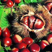 Chinese supplier new crop big size chestnut