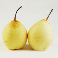 New crop Chinese Fresh Asian pear price