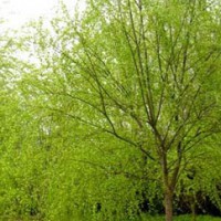Salix