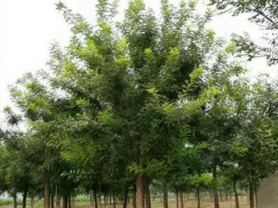 Fast growing Chinese Sophora