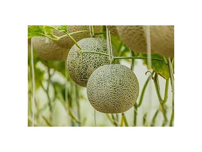Reticulated melon