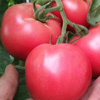 Big red tomatoes